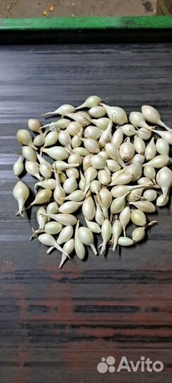 Лук севок оптом