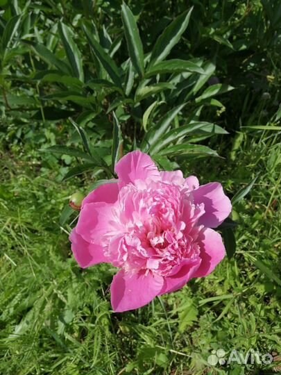 Продаю свое