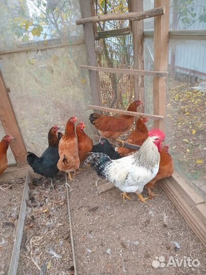 Продаются 2 петуха -4,5 мес