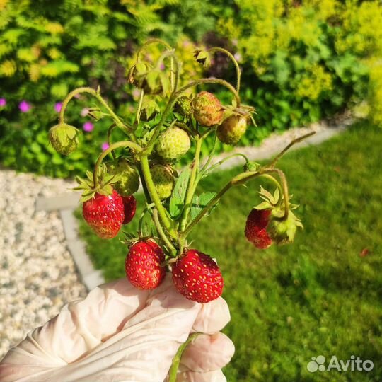 Саженцы земклуники, гибридная форма