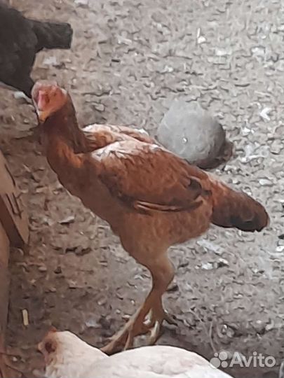 Бойцовые куры