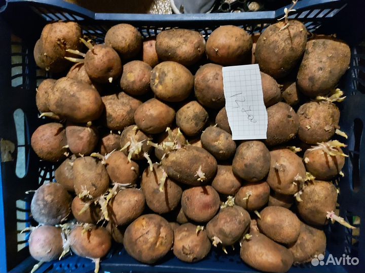 Семенной картофель