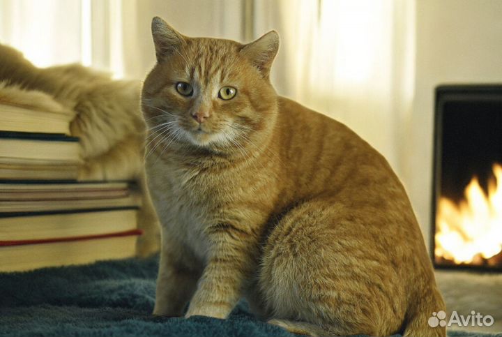 Рыжий кот Султан