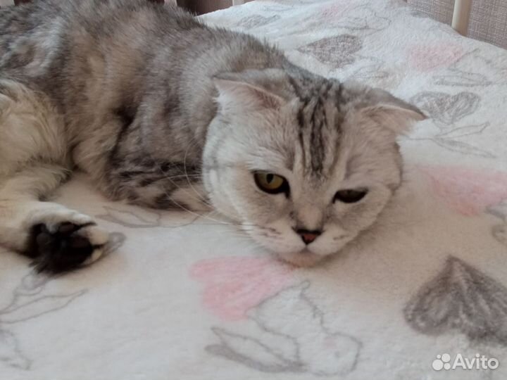 Кошка в дар