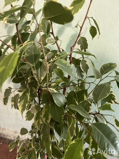 Фикус бенджамина