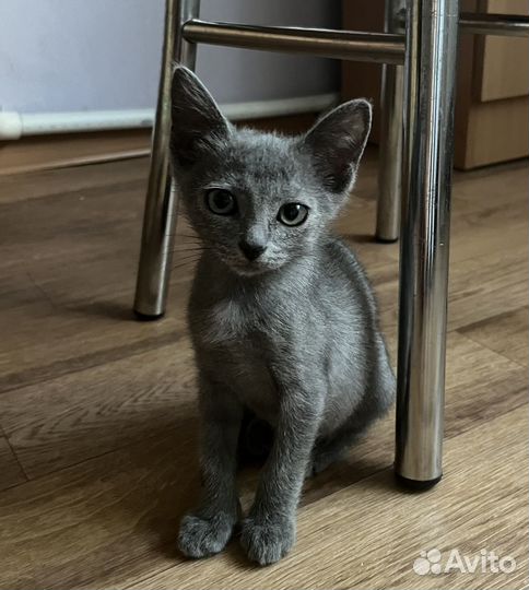 Дымчатый котенок :)