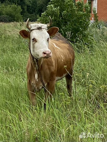 Корова дойная