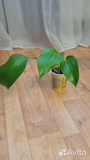 Гибискус махровый, мята, алоэ, золотой ус и др