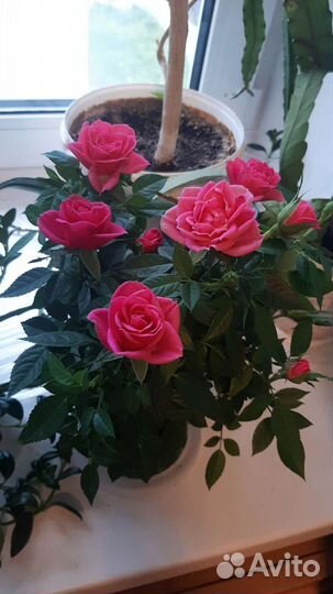 Саженцы роз,гипоцирта голая(золотая рыбка)