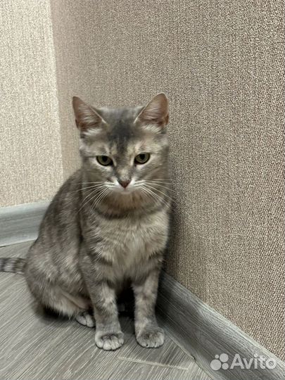 Кошечка в добрые руки