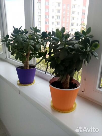 Денежное дерево толстянка суккулент