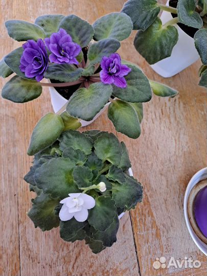 Фиалка бесплатно