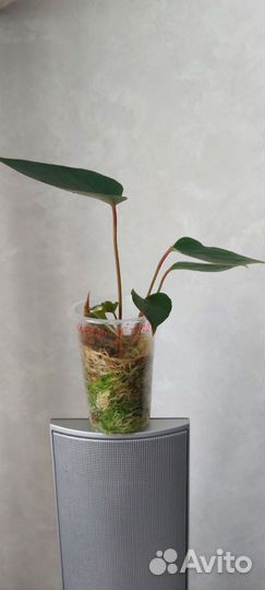 Антуриум Шелл Коралл