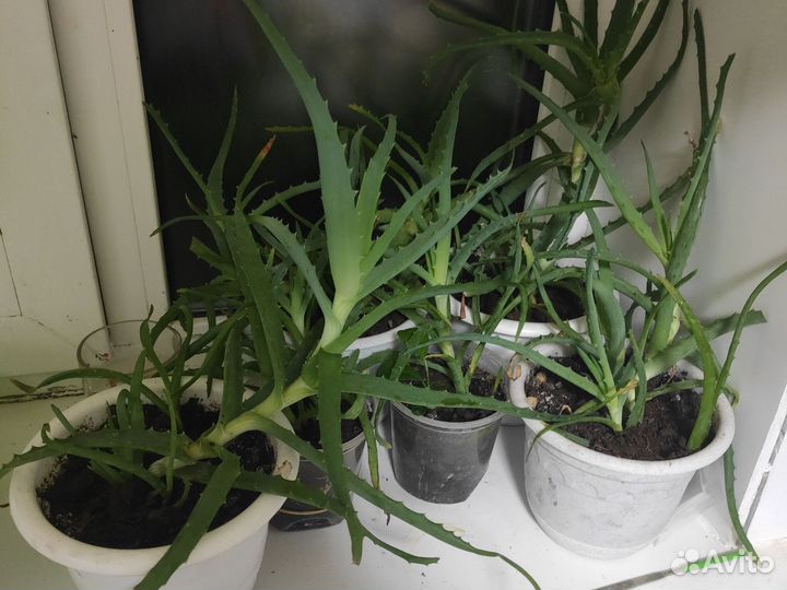 Алоэ лечебный