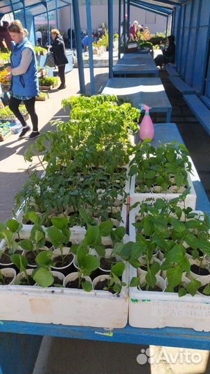 Рассада помидоры перец баклажаны