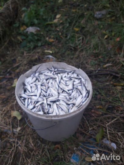 Тюлька для рыбалки