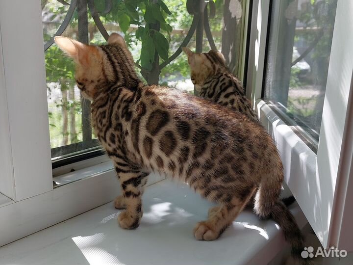 Бенгальская кошка