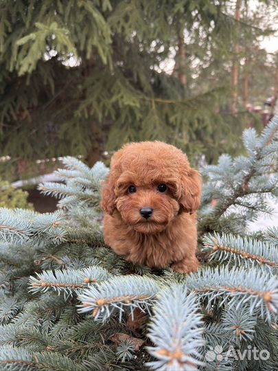 Той-пудель мини девочка редбраун РКФ