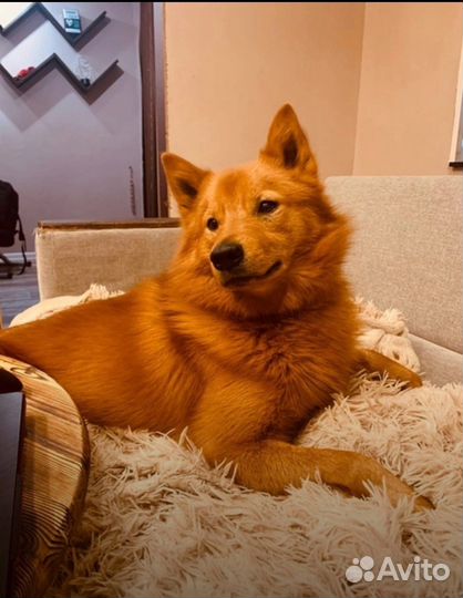 Рыжего бросили у дороги