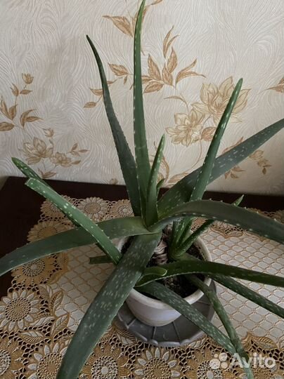 Алоэ