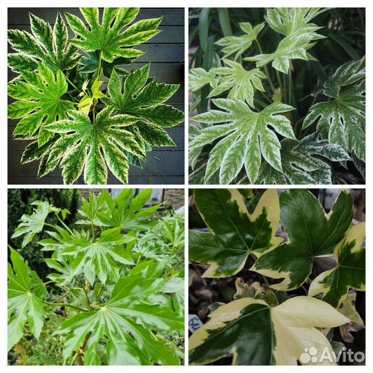 Фатсия и фатсхедера, пестролистные и зеленые