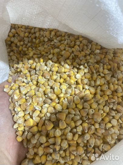 Пшеница ячмень овес кукуруза горох