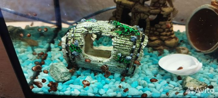 Улитки аквариумные бесплатно