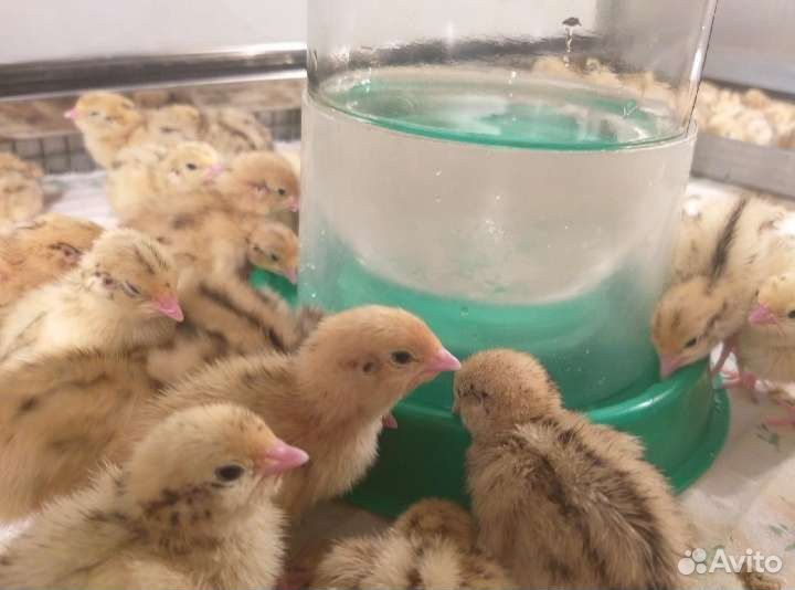 Перепела суточные