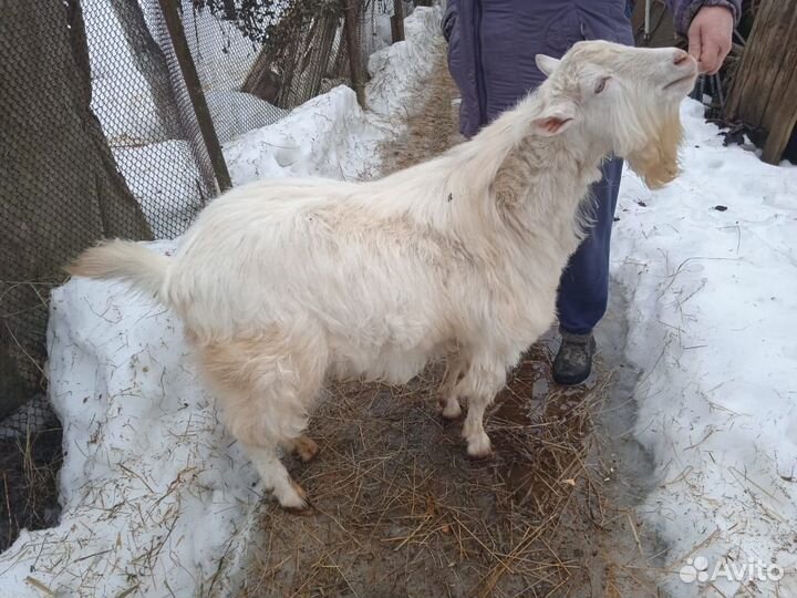 Вязка козел