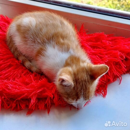 Рыжий котенок