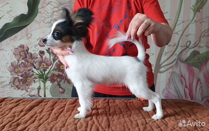 Щенки папийона