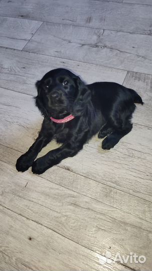 Английский кокер спаниель