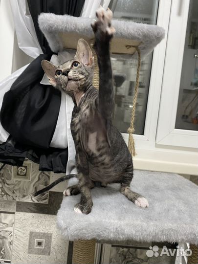 Котята сфинкс