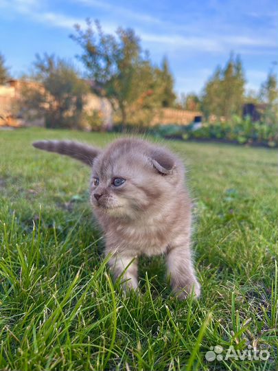Шотландский вислоухий котенок