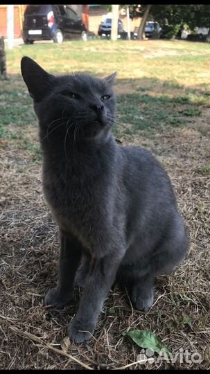 Стерелизованная Маркиза