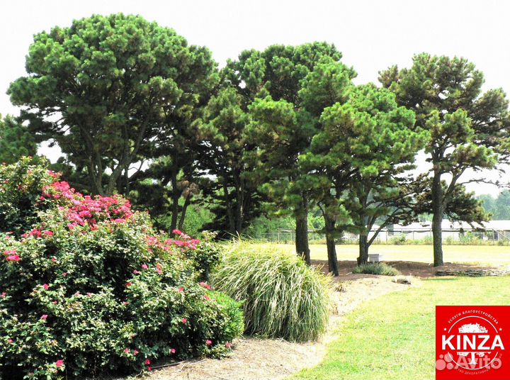 Сосна чёрная для дачи и дома