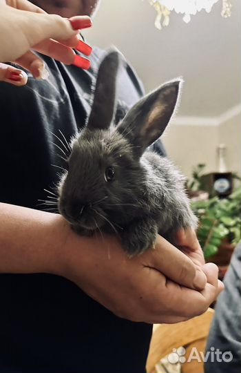 Декоративные кролики