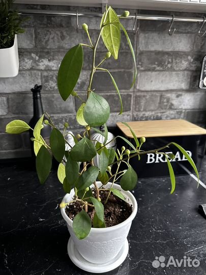 Комнатные растения, пеперомия, сингониум