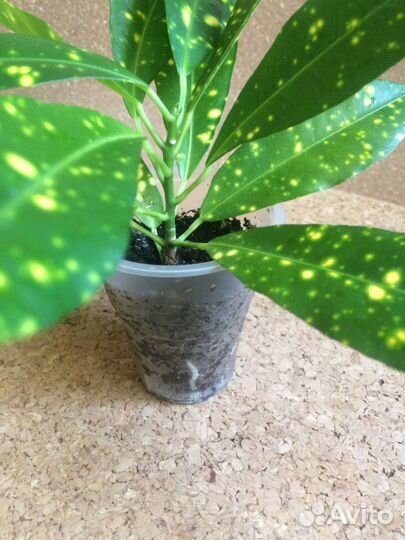 Кротон аукуболистный. Сциндапсус золотистый