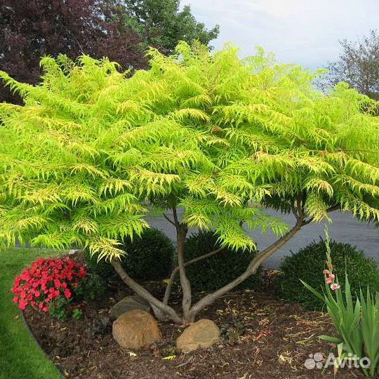 Сумах Тигровый глаз зкс Почта/Сдек