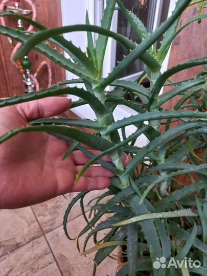 Алоэ отростки 