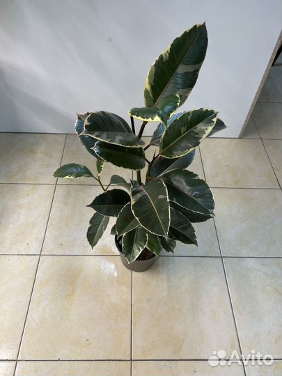 Фикус тинеке