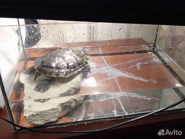 Красноухая черепаха бесплатно