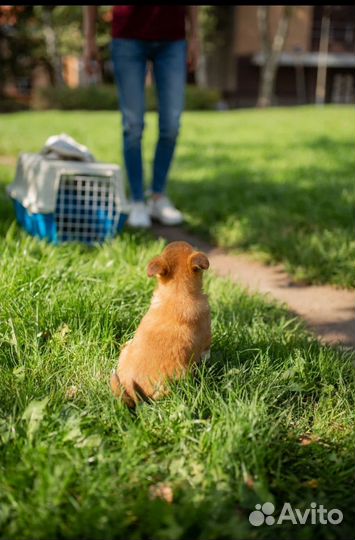 Щенок с грустными глазами