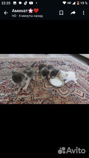 Котята в добрые руки