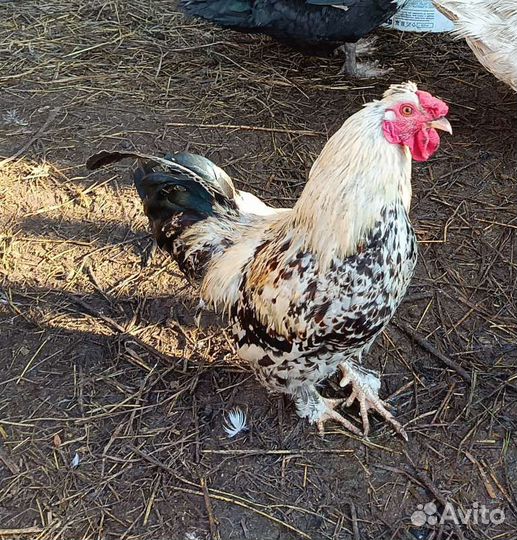 Петух ухейилюй