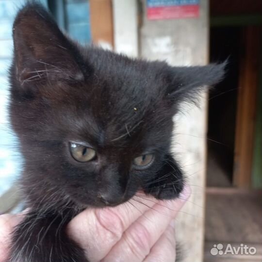 Котята в добрые руки бесплатно