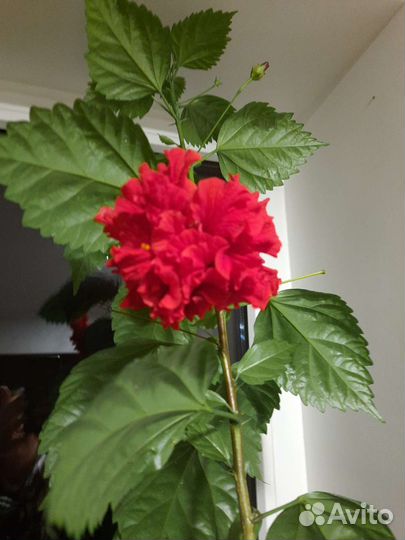 Гибискус китайская роза