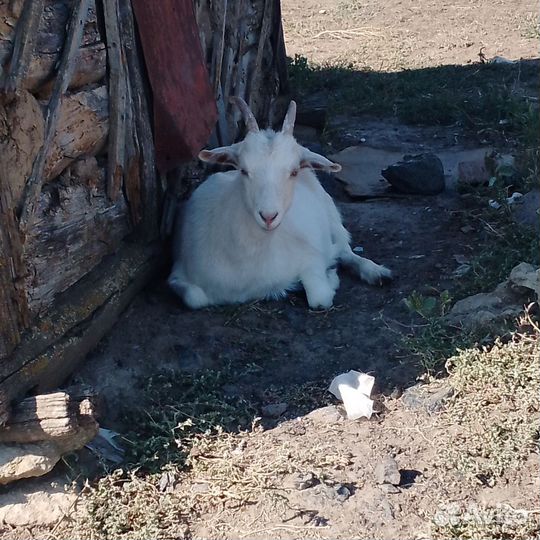 Коза и козел