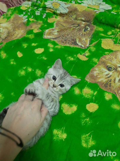 Шотландские котята